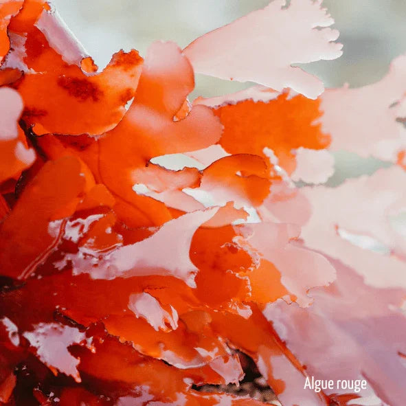 algue rouge
