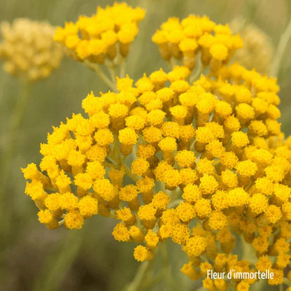Fleur d'immortelle