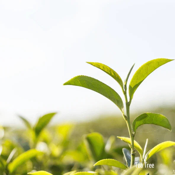 Feuille de tea tree purifiante