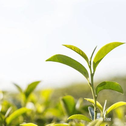Feuille de tea tree purifiante