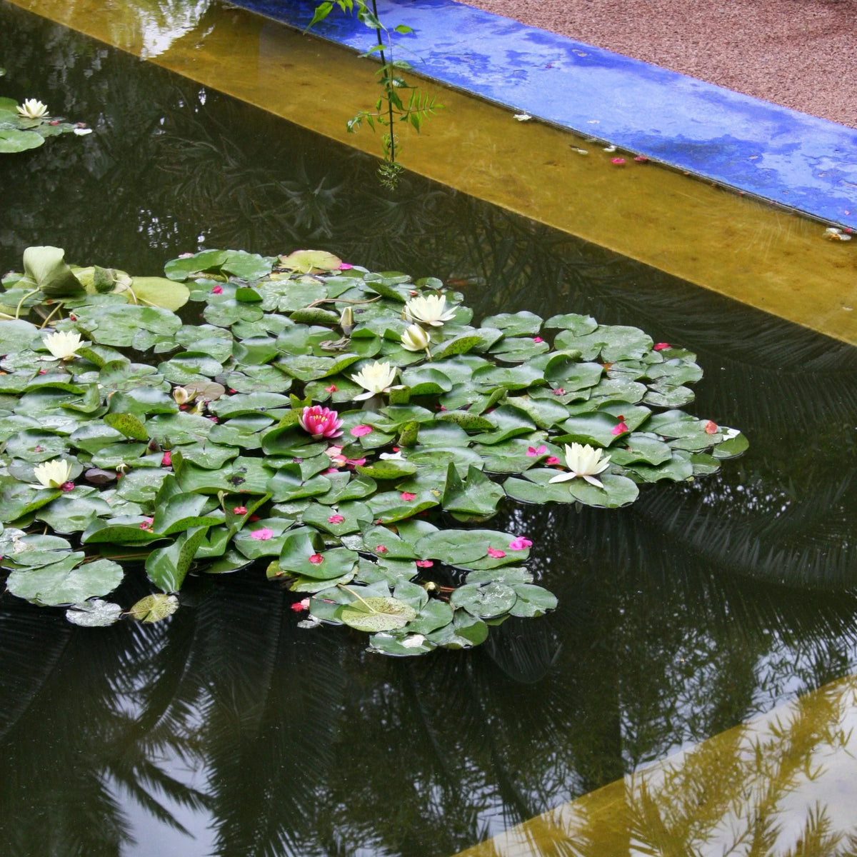 Jardin Majorelle 