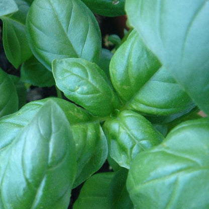 Feuilles de basilic