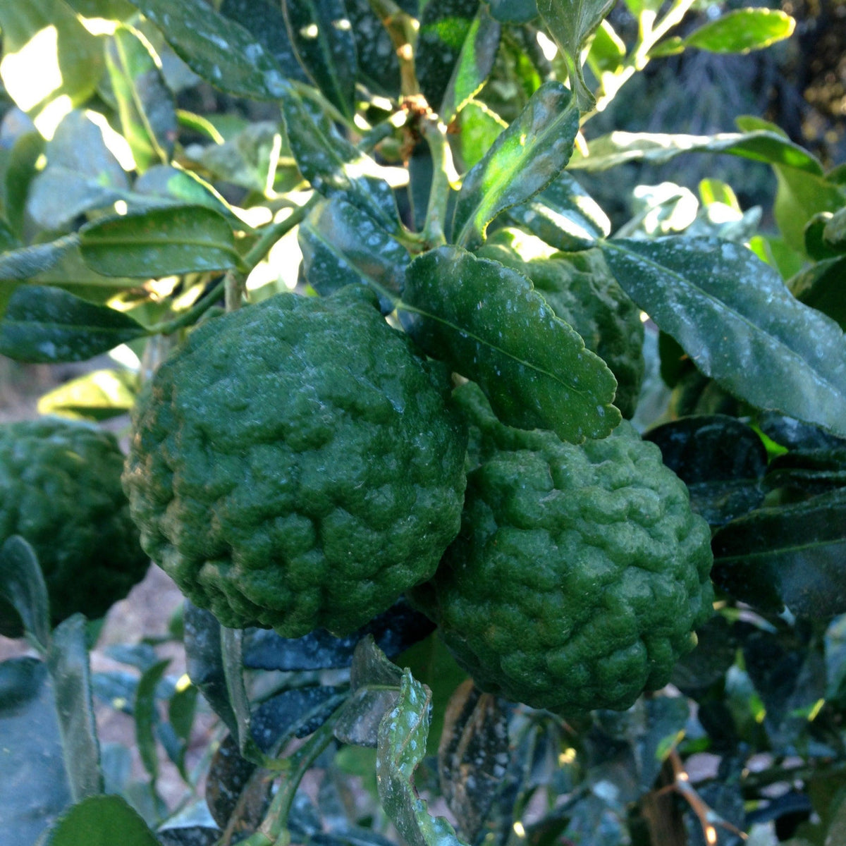 Combava, citron réunionnais Route mandarine