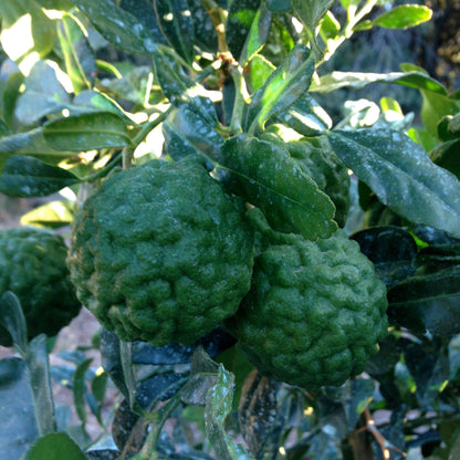 Combava, citron réunionnais Route mandarine