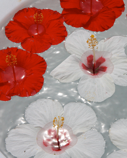 Fleur de jasmin Tahiti for ever Route mandarine