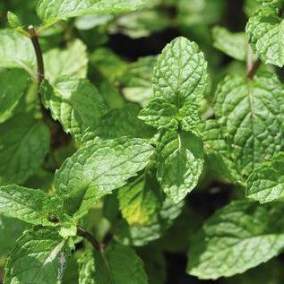 Feuilles de menthe Route Mandarine